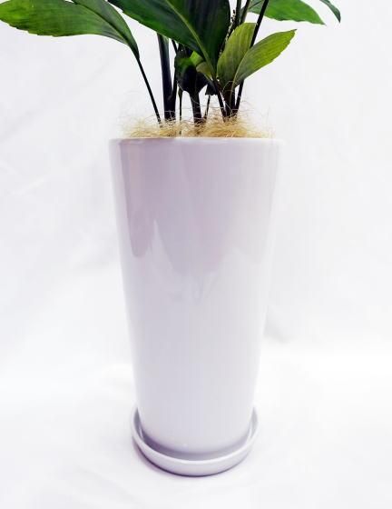 チャメドレア・テネラヤシ | ホワイトポット - 観葉植物・多肉植物の