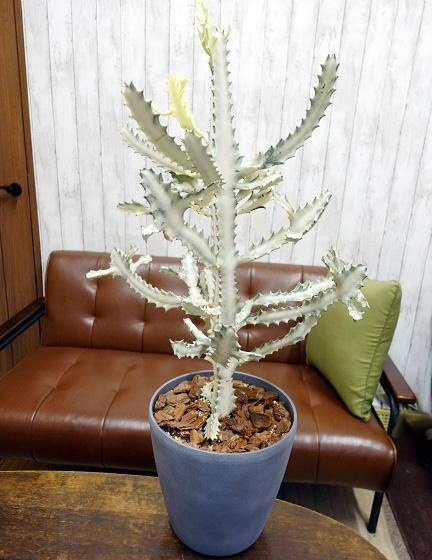 ユーフォルビア・ラクテア | ホワイトゴースト大 - 観葉植物・多肉植物