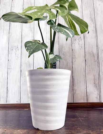 斑入りモンステラ | タイコンステレーション - 観葉植物・多肉植物の