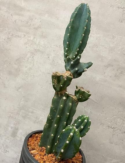 柱サボテン | 1点もの - 観葉植物専門店cocoha（ココハ）｜観葉植物の