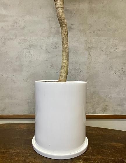 ドラセナ・ナビー | 150cm | 龍仕立て - 観葉植物専門店cocoha（ココハ