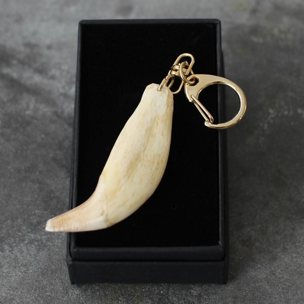 獣 - kemono - キーホルダー（熊の牙） - けもの舎