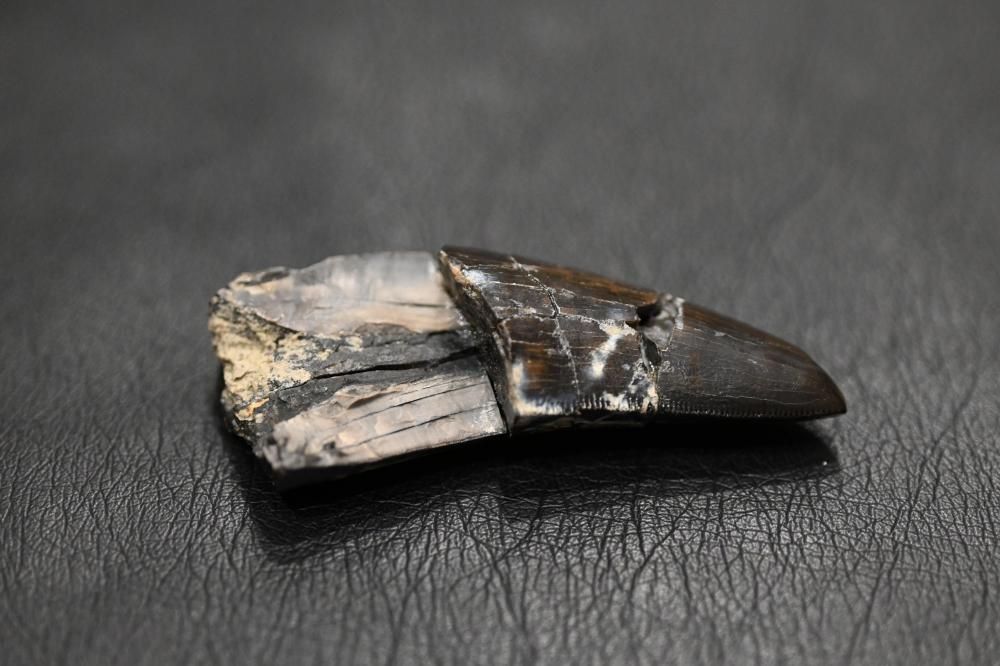 ティラノサウルスの歯（Tyrannosaurus Rex)