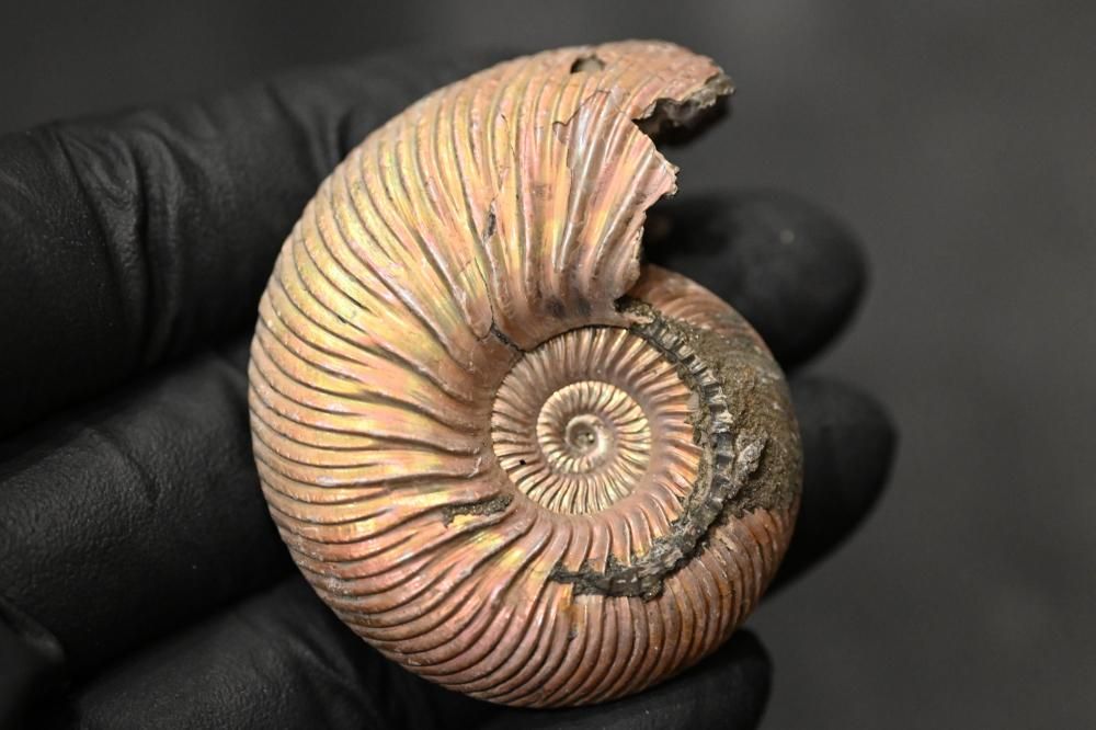 クエンスッテッドセラス（Quenstedtoceras)