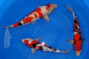 錦鯉の品種紹介 - 錦鯉販売・通販 新潟 山古志 | 綾 Koiファーム | AYA