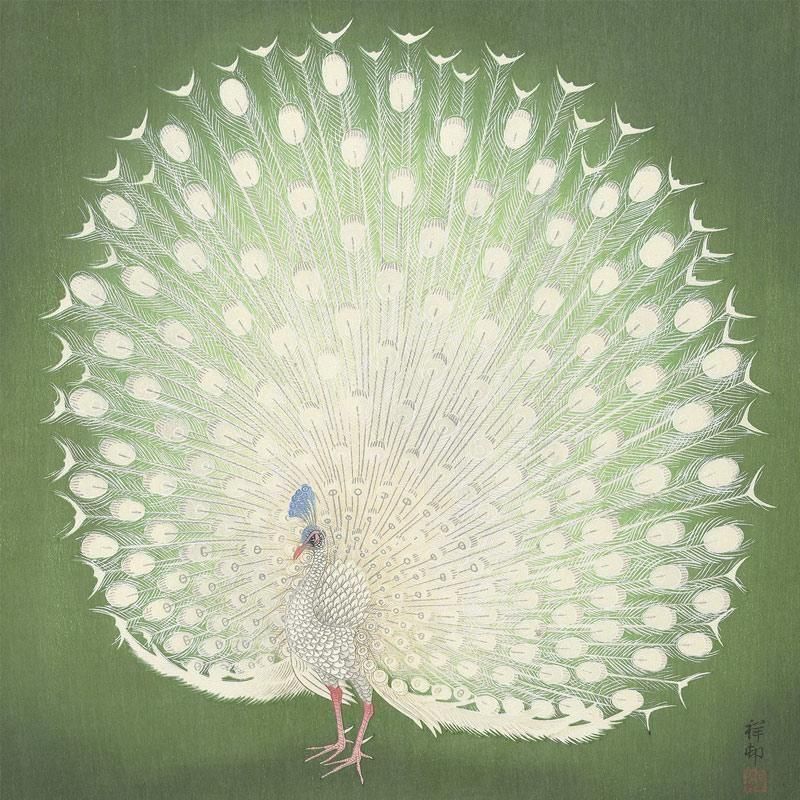 孔雀 | 小原古邨の版画 - ROSSO GRAFICO