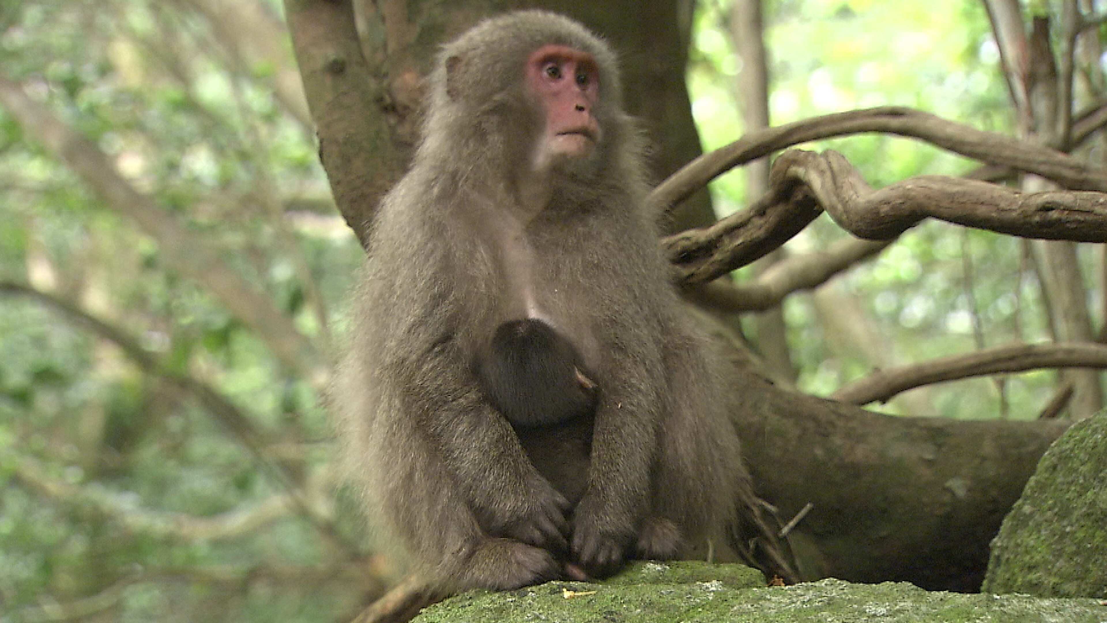 世界自然遺産 屋久島 四季・生命の輝き(2004年) | 4Kプレミアムカフェ
