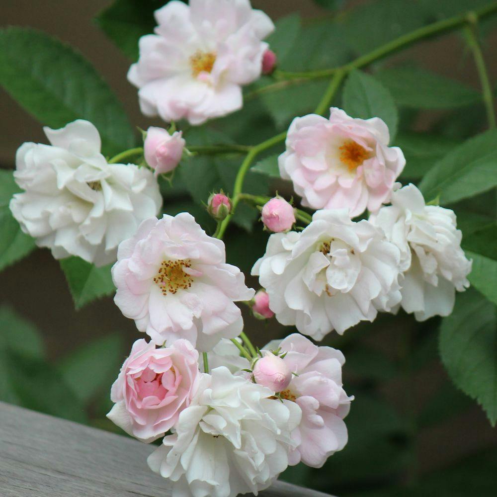 2025年バラ苗予約販売】南部ざくら | 花＆グリーン 通販