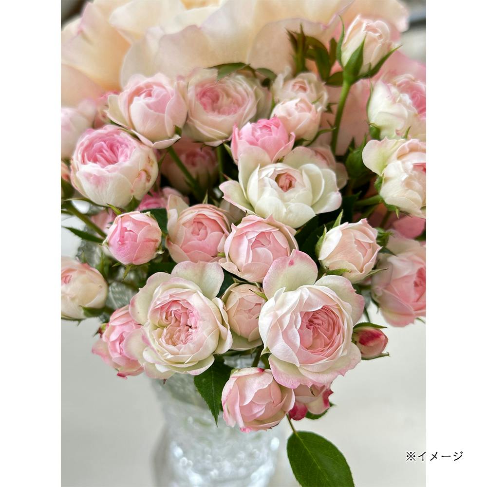 2025年バラ苗予約販売】桃心 | 花＆グリーン 通販 | ホームセンターの