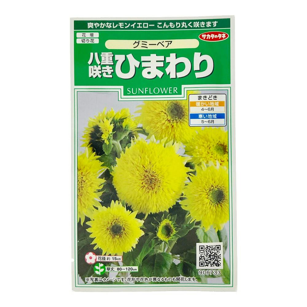 ひまわり小夏 | 花＆グリーン 通販 | ホームセンターのカインズ