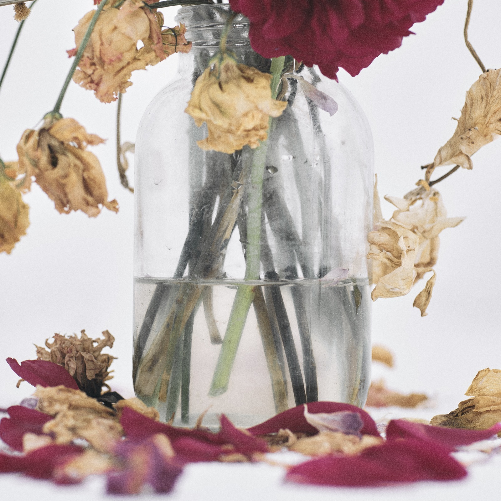 唾奇 / Camellia - OTOTOY