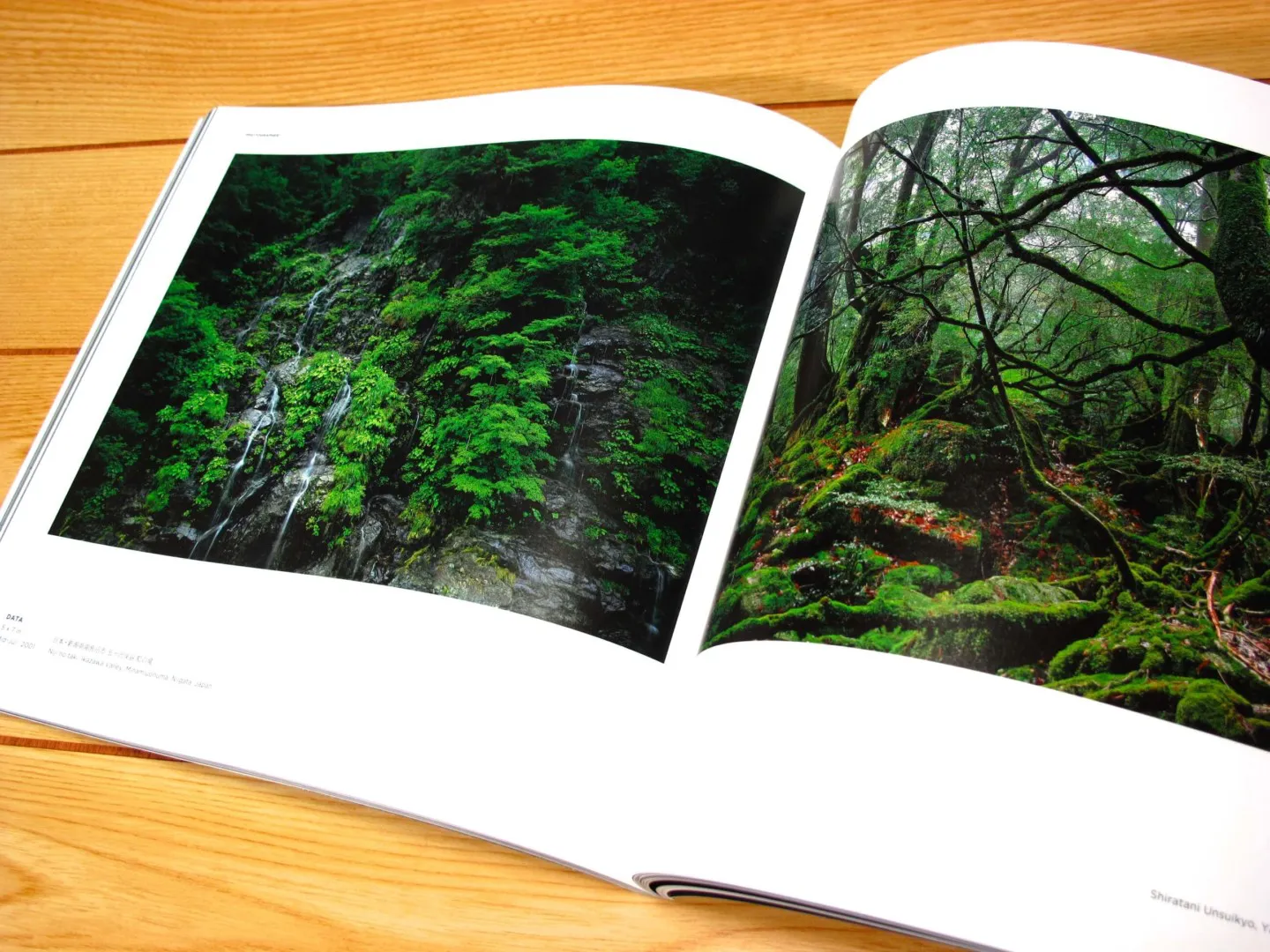 天野尚 THE ART OF NATURE AQUARIUM | Inner Garden