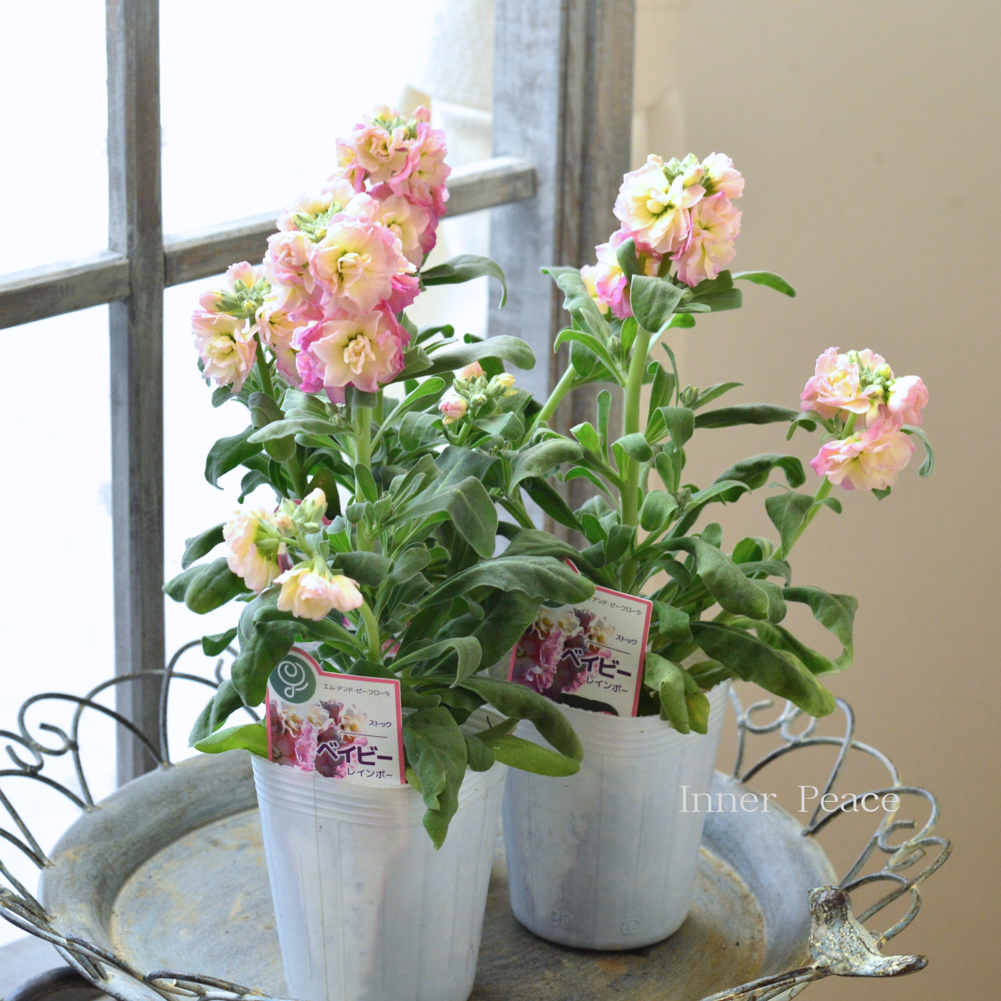 八重咲き】 ストック ベイビー 『レインボー』 3寸ロングPOT