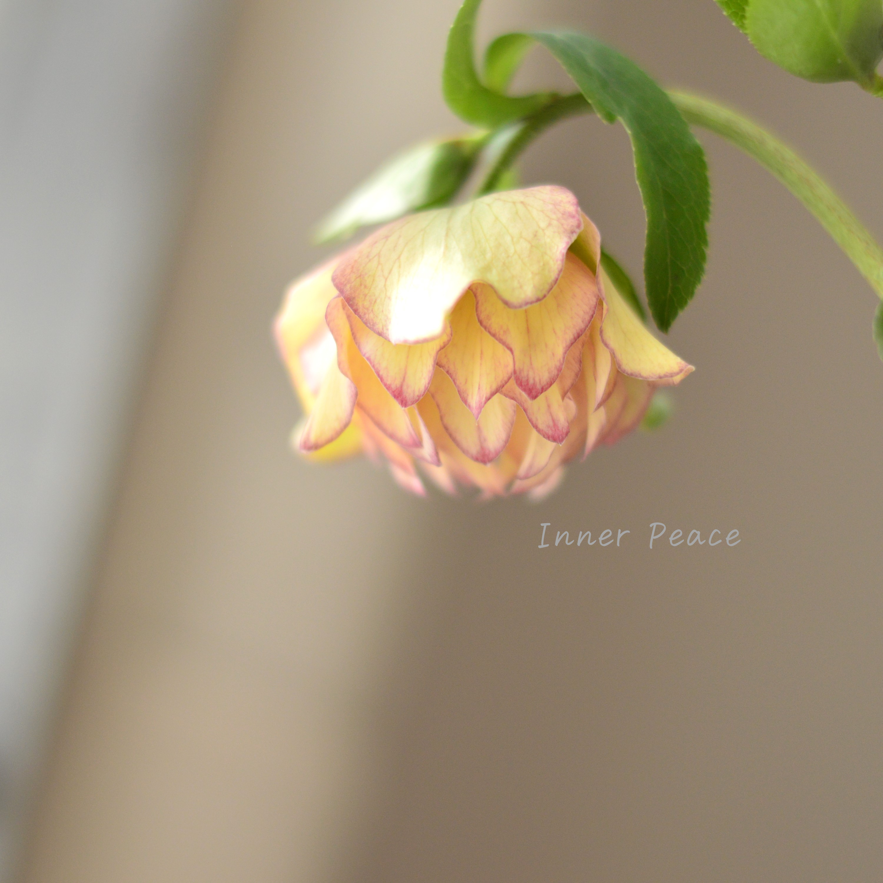 希少】 吉瀬園芸さんのクリスマスローズ 『プレミアム・ダブル D』 4寸鉢