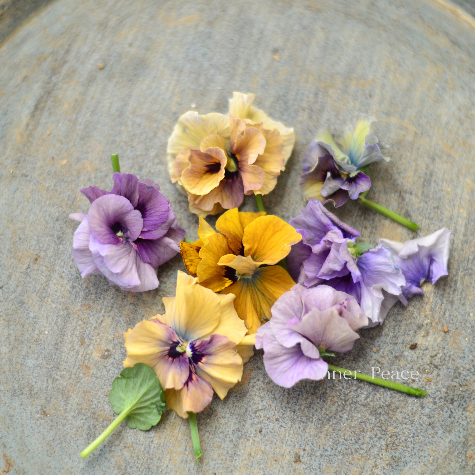 リピーター☘️ビオラ様30:30 リピーター☘️ビオラ様30:30 リピーター