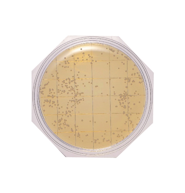 ガンマ線滅菌クリーンスタンプ®25 SCDLP寒天（3重包装・常温） | 食品