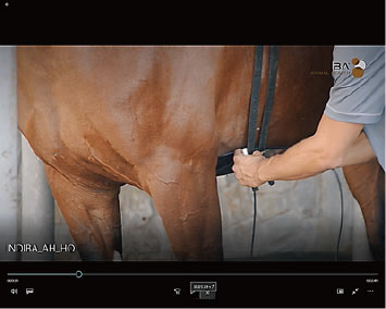 HORSE | INDIBA JAPAN - インディバ・ジャパン