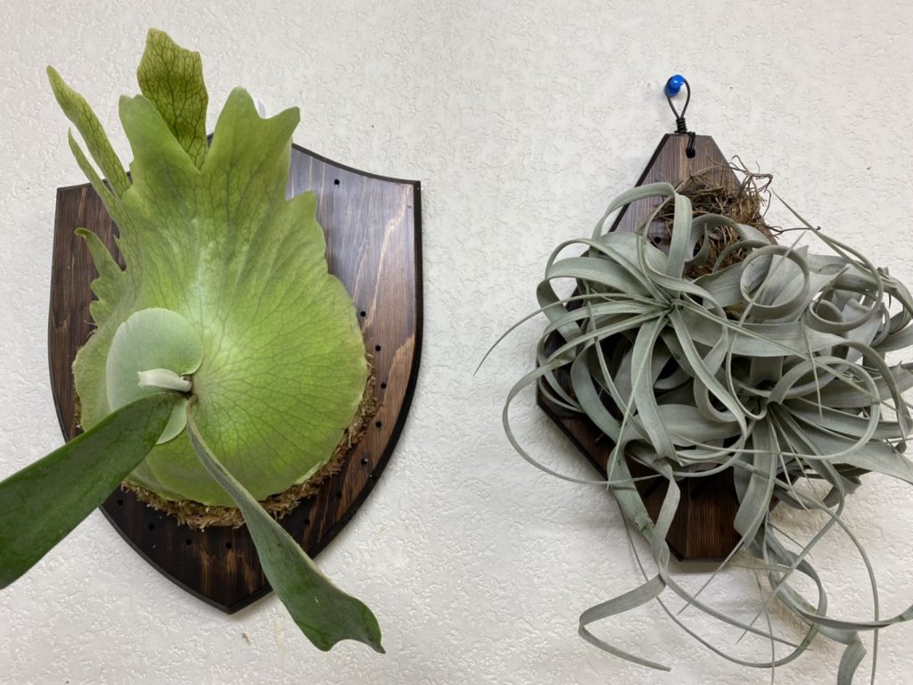 盾か！着生板「Fp P-Board」を使ってみたぞ！【ビカクシダ＆チランジア】