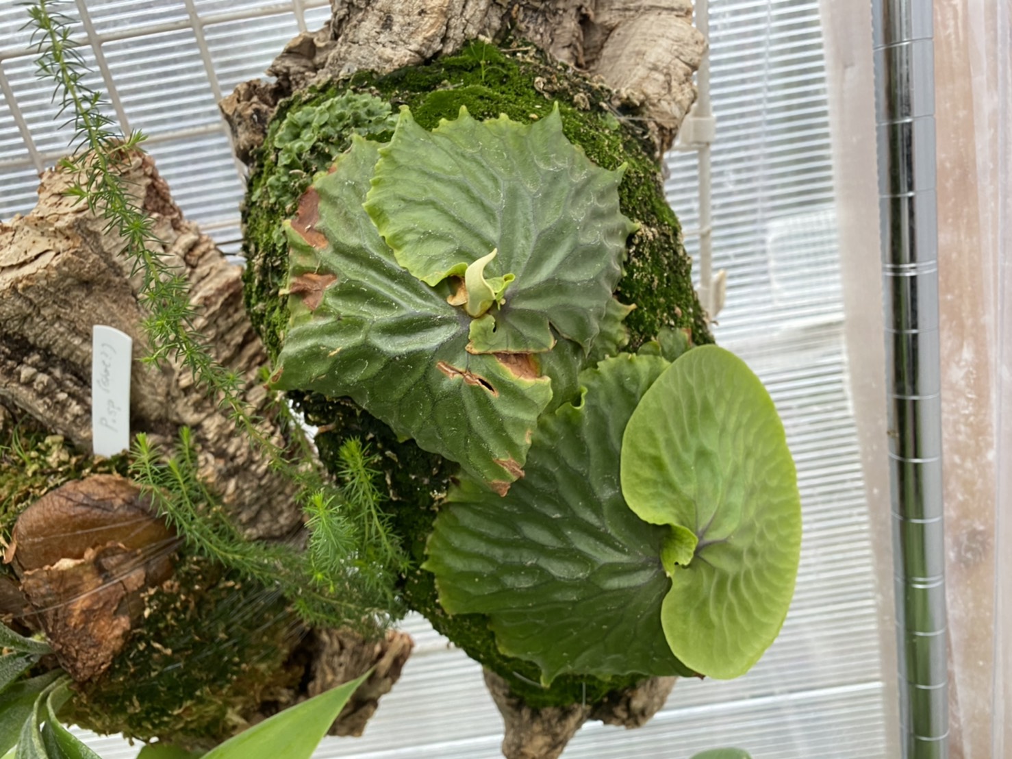 マダガスカリエンセから胞子葉が出てきたぞ！！