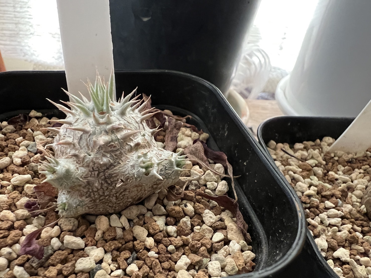 休眠中のグラキリスの管理について。