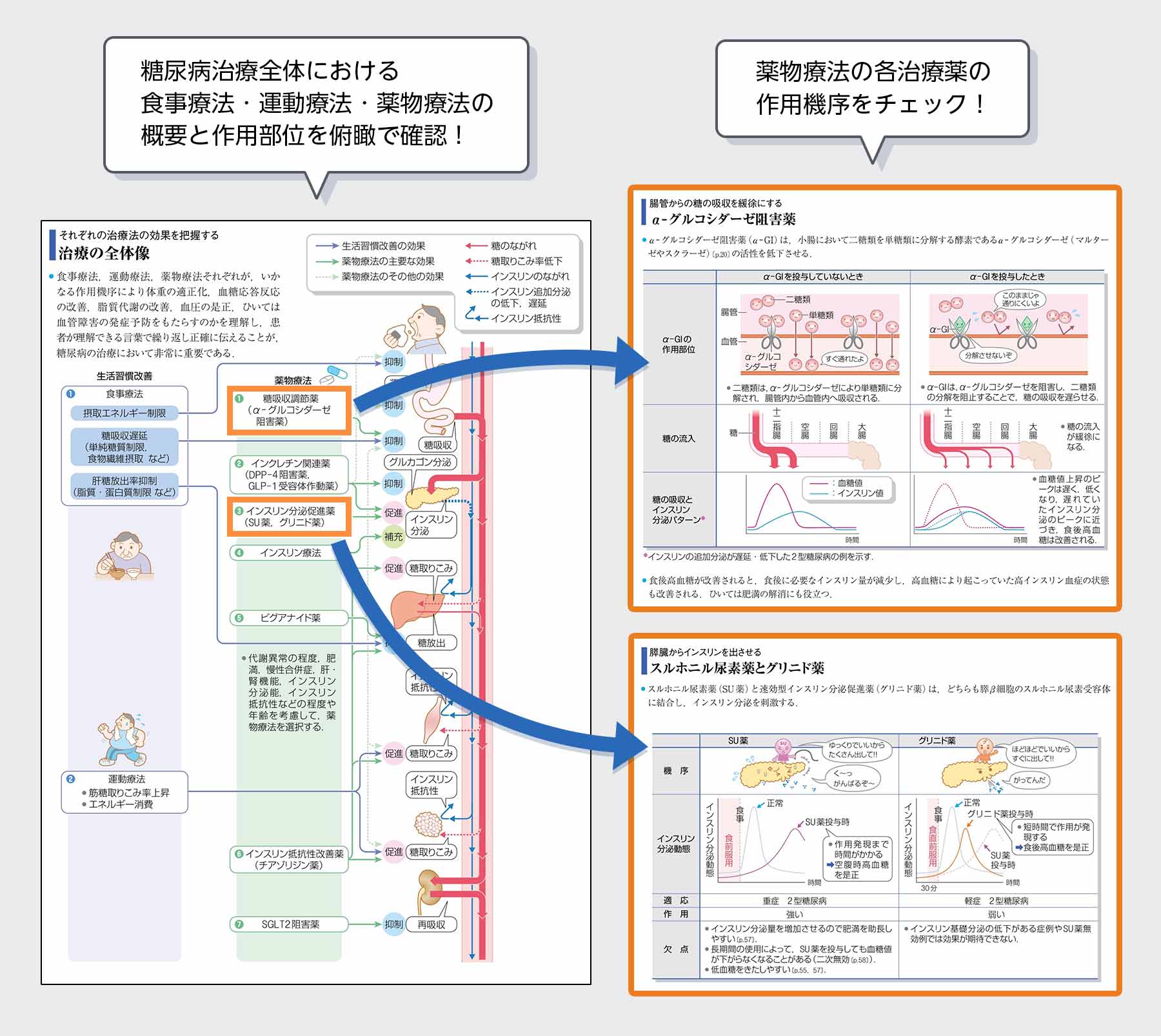 3・4年生向け〕『病気がみえる』活用法！ | INFORMA by メディックメディア