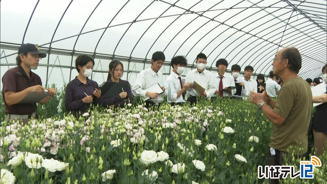 上農生 トルコギキョウの生産学ぶ｜ニュース｜伊那谷ねっと