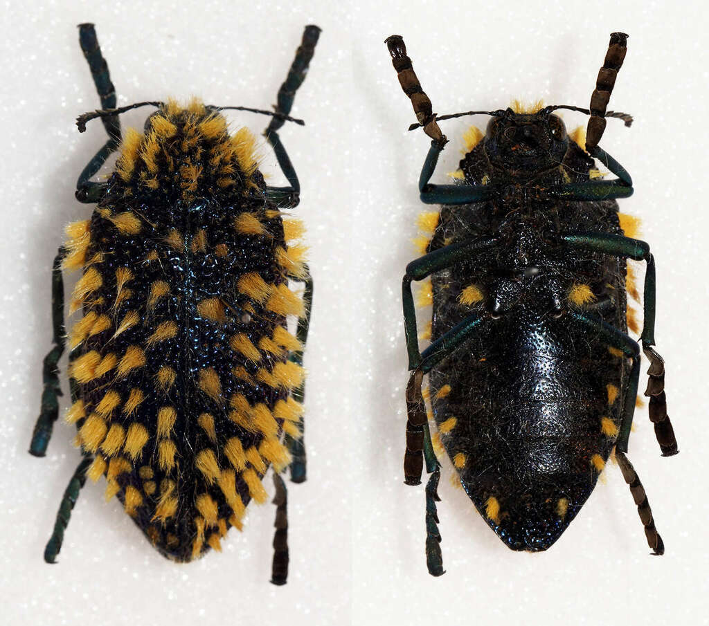 Julodis viridipes (Buprestidae (Jewel Beetles) of Southern Africa
