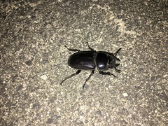 世界犀金龟和锹形虫 · iNaturalist