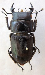 世界犀金龟和锹形虫 · iNaturalist