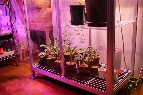 ピカコーポレーションの室内用ガラス温室の購入レビュー｜組み立て方と