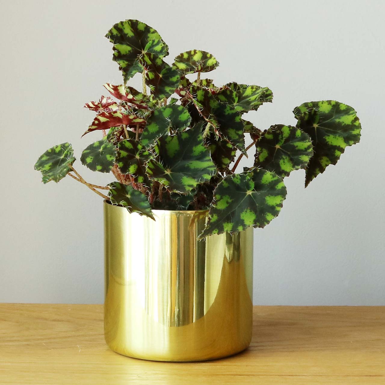 ゴールド 金属 鉢カバー 3号 – inakougei