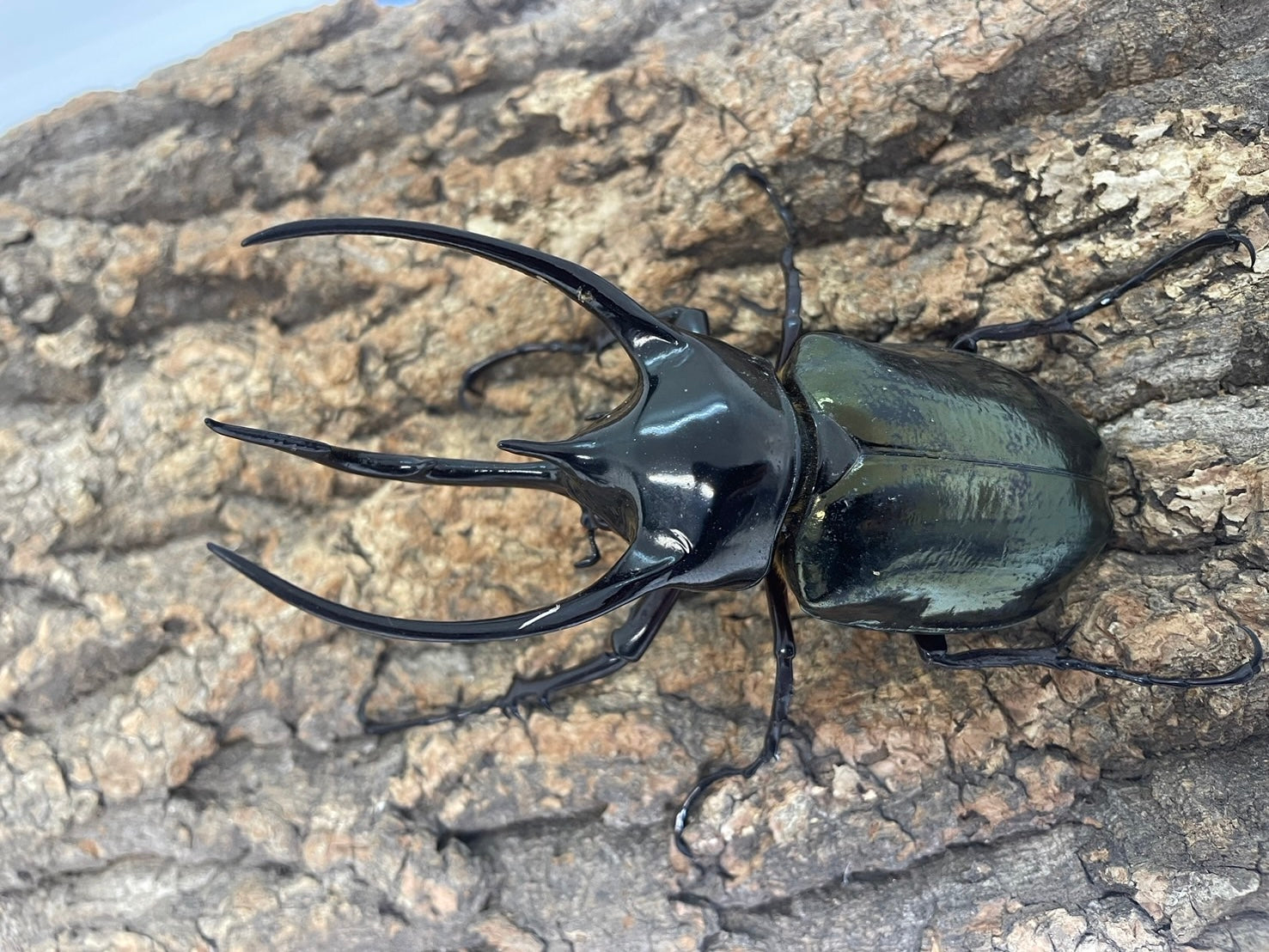 WD】コーカサスオオカブト(原名亜種） – INSECT SHOP KMY