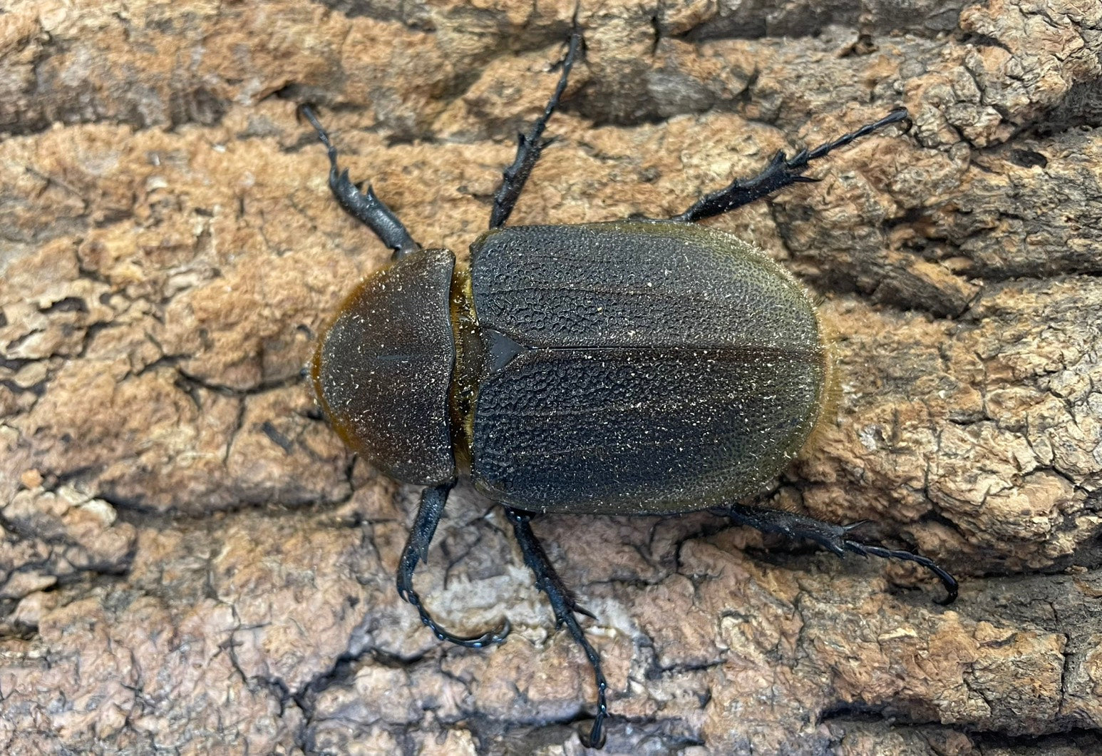 DH.ヘラクレスオオカブト – INSECT SHOP KMY