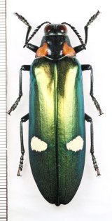 外産タマムシ Buprestidae of the World - Insect Islands 〜南の島の