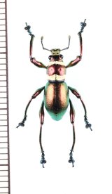 フィリピンのゾウムシ Curculionidae of PHILIPPINES - Insect Islands