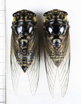 セミ Japanese Cicadidae - Insect Islands 〜南の島の昆虫標本屋さん