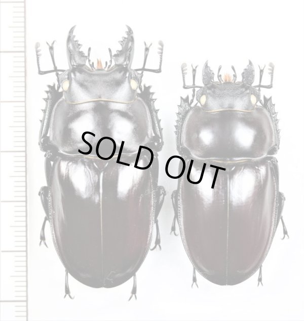 ヤエヤママルバネクワガタ ペア ♂52mm♀44.6mm 石垣島 - Insect