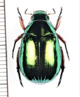 ベトナムのコガネムシ Scarabaeidae of VIETNAM - Insect Islands 〜南