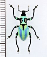 フィリピンのゾウムシ Curculionidae of PHILIPPINES - Insect Islands