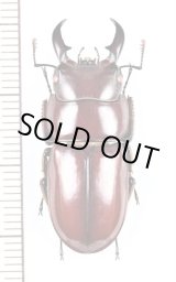 大東諸島 Daitio Isls. - Insect Islands 〜南の島の昆虫標本屋さん〜