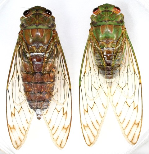 タイワンヒグラシ ペア 西表島 - Insect Islands 〜南の島の昆虫標本屋