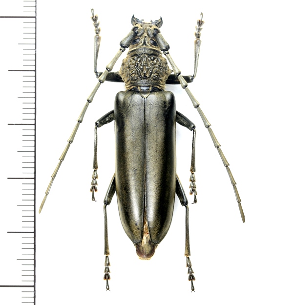 カミキリムシの一種 Nadezhdiella cantori ♀ ベトナム(ベトナム北東部