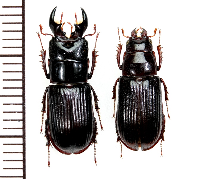 ミヤマツヤハダクワガタ ♂20.8〜20.9㎜ペア 標本 ミヤマツヤハダ