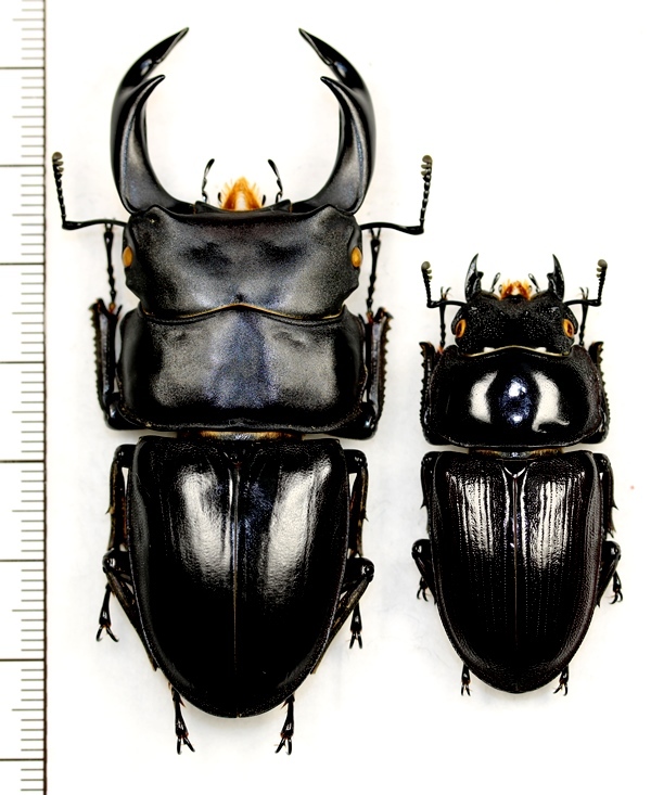 オオクワガタ ペア ♂69.7mm♀43.9mm 佐賀県 - Insect Islands 〜南の
