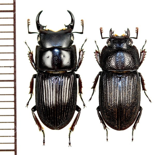 イヘヤネブトクワガタ 中型ペア ♂14mm以上18mm未満 伊平屋島 - Insect