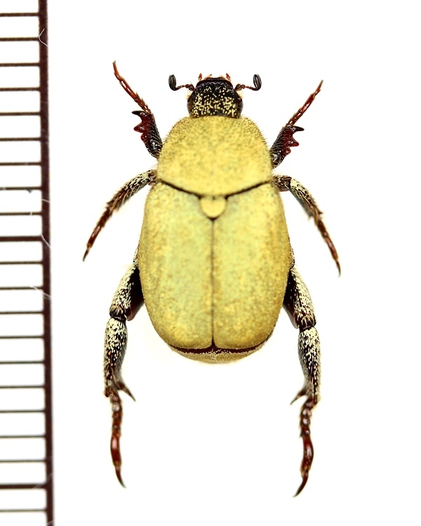 アシナガコガネの一種 Hoplia africana モロッコ - Insect Islands