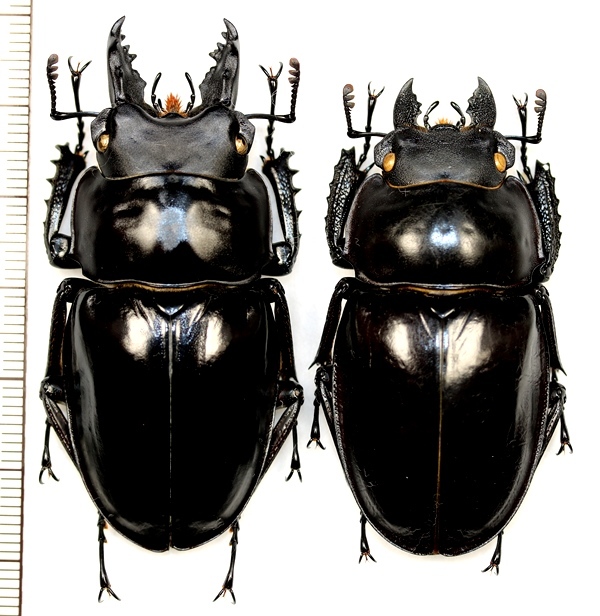 アマミマルバネクワガタ 大型ペア ♂58.5mm♀52mm 徳之島 - Insect