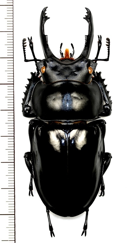 ペラルマトゥスマルバネクワガタ 特大♂79.5mm ベトナム中部 - Insect