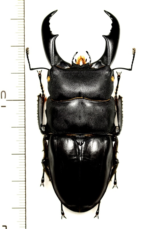 サキシマヒラタクワガタ 大型♂ 74.5mm 西表島 - Insect Islands 〜南