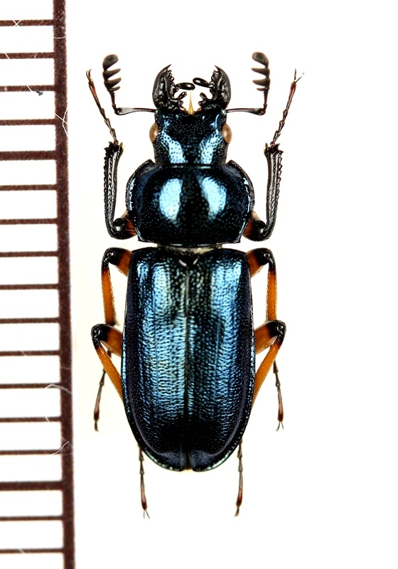 ユキグニコルリクワガタ ♂ 新潟県 - Insect Islands 〜南の島の昆虫